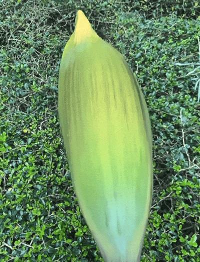DƬ